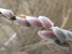 Salix gracilistyla