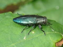 Chrysobothris analis