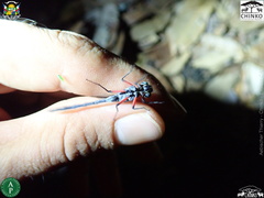 Oxythemis phoenicosceles