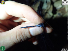 Oxythemis phoenicosceles