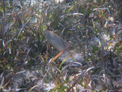 Caranx bartholomaei