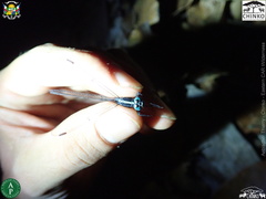 Oxythemis phoenicosceles