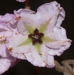 Thomasia grandiflora