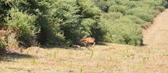 Axis porcinus