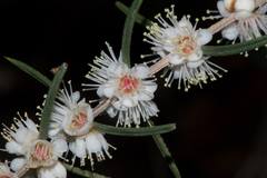 Hypocalymma angustifolium