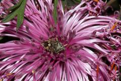 Isopogon dubius