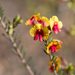 Dillwynia laxiflora - Photo (c) Tim Hammer, some rights reserved (CC BY-NC), uploaded by Tim Hammer