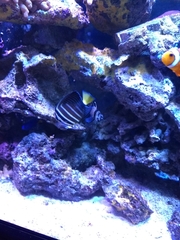 Zebrasoma