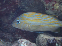 Haemulon carbonarium