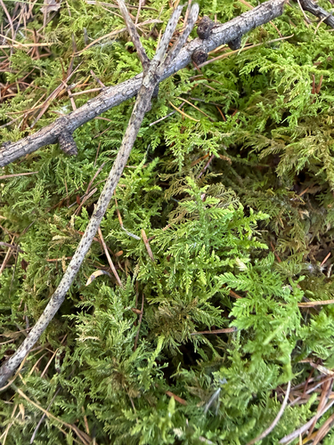 Hook-leaved Fern Moss (Thuidium recognitum)