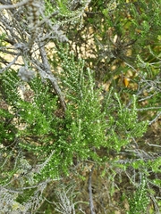 Ozothamnus leptophyllus