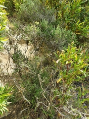 Ozothamnus leptophyllus