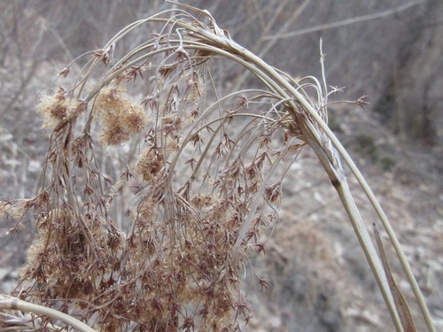 Scirpus asiaticus × Scirpus wichurae iNat (2)