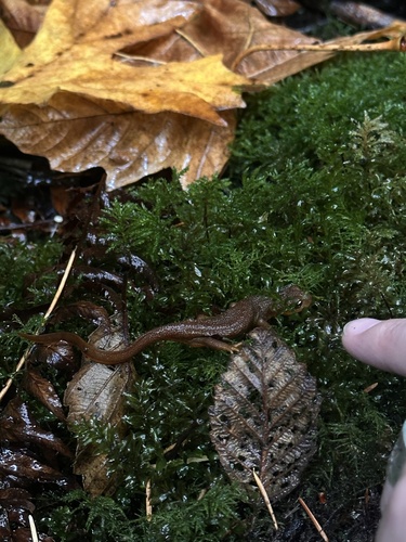Rough-skinned Newt