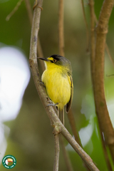 Todirostrum poliocephalum