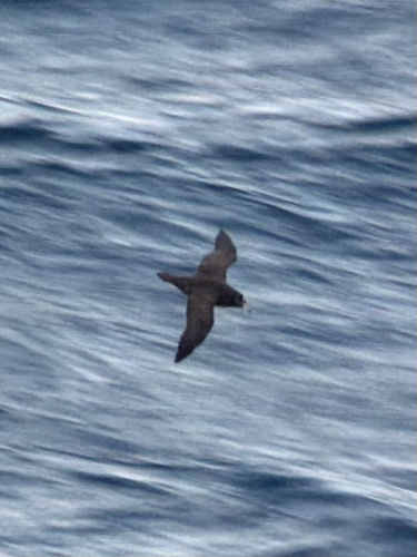 Spectacled Petrel (Procellaria conspicillata), photo 10