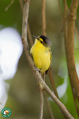 Todirostrum poliocephalum