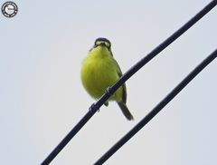 Todirostrum poliocephalum