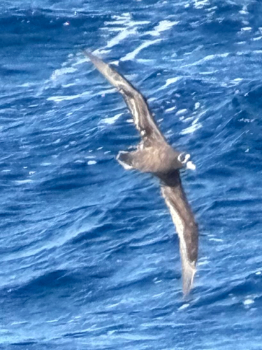 Spectacled Petrel (Procellaria conspicillata), photo 10