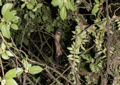 Philander opossum