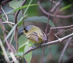 Todirostrum poliocephalum