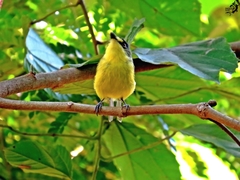 Todirostrum poliocephalum