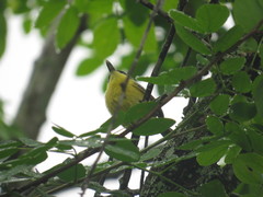 Todirostrum poliocephalum