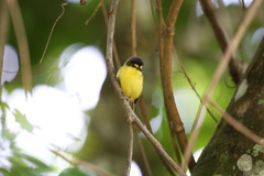 Todirostrum poliocephalum