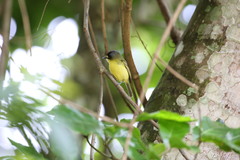 Todirostrum poliocephalum