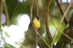 Todirostrum poliocephalum