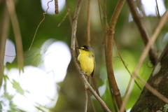 Todirostrum poliocephalum