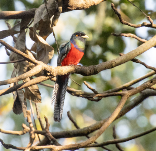 Bar-tailed Trogon (Apaloderma vittatum), photo 3