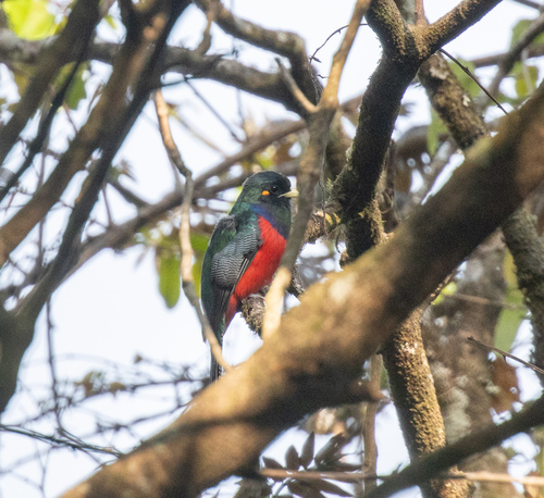 Bar-tailed Trogon (Apaloderma vittatum), photo 10