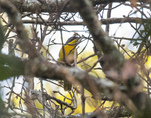 Black-fronted Bushshrike (Chlorophoneus nigrifrons), photo 8