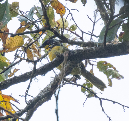 Black-fronted Bushshrike (Chlorophoneus nigrifrons), photo 6