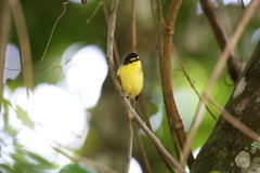 Todirostrum poliocephalum