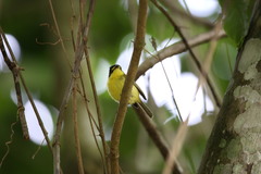 Todirostrum poliocephalum