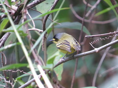 Todirostrum poliocephalum