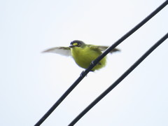 Todirostrum poliocephalum