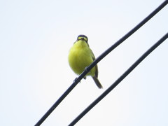 Todirostrum poliocephalum