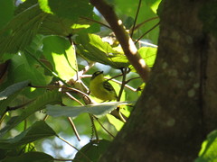 Todirostrum poliocephalum