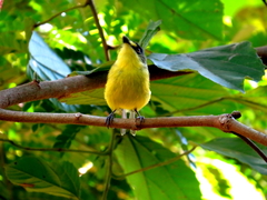 Todirostrum poliocephalum