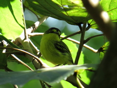 Todirostrum poliocephalum