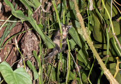 Philander opossum