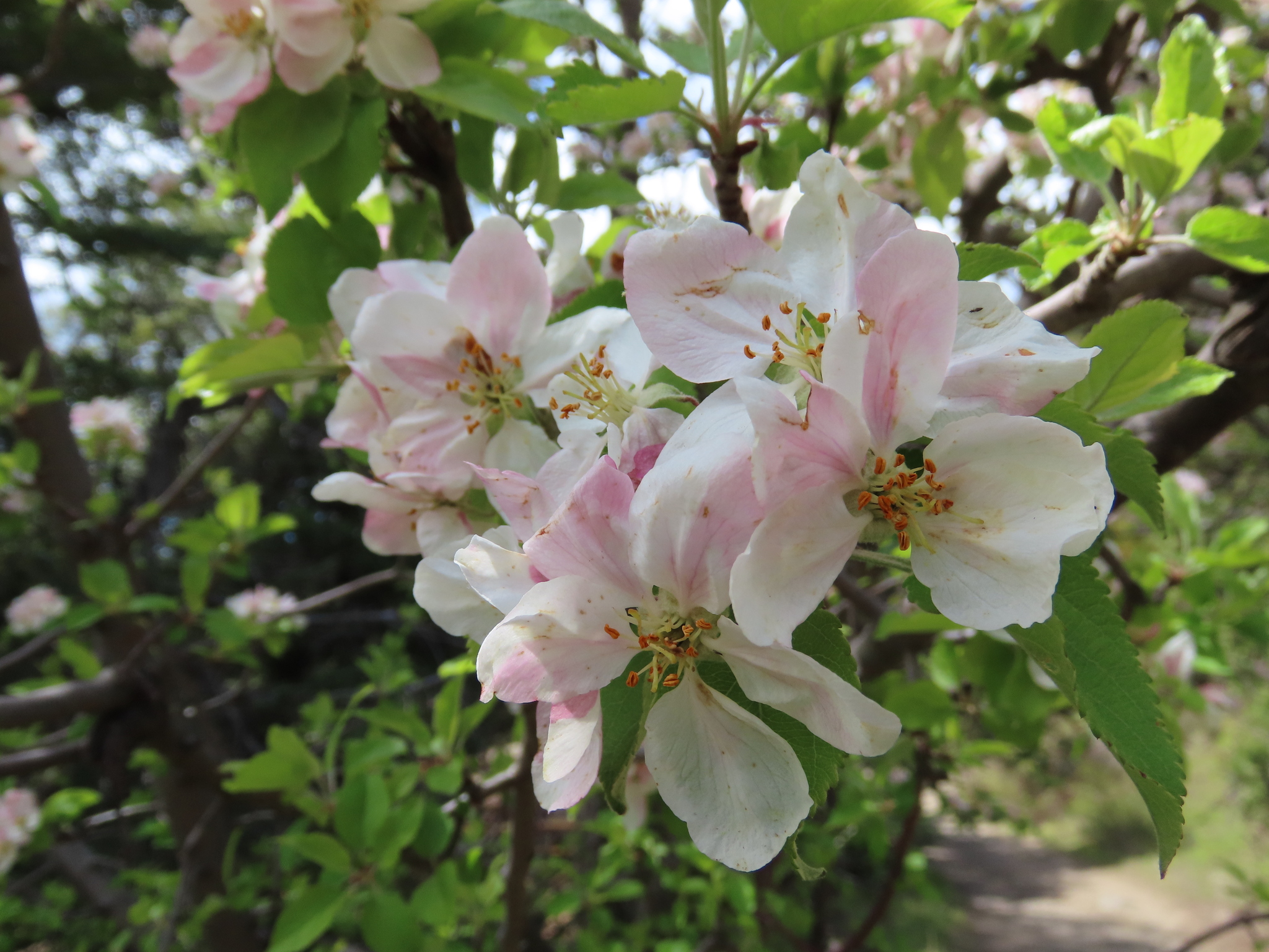 Chinese Crab Apple (Malus hupehensis)