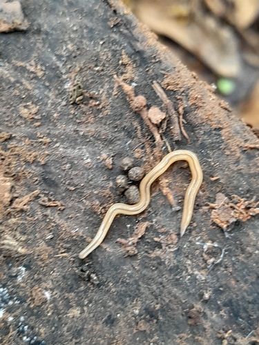 Geonemertes pelaensis