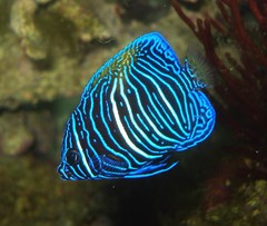 Yellowbar Angelfish photo 2