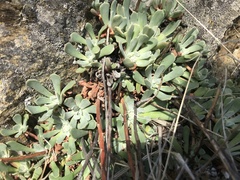 Sedum oblanceolatum