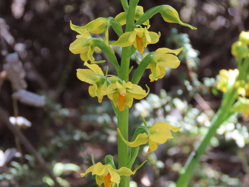 Fragrant Gavilea (Gavilea odoratissima)