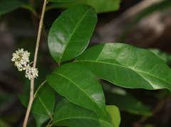 Glycosmis trifoliata